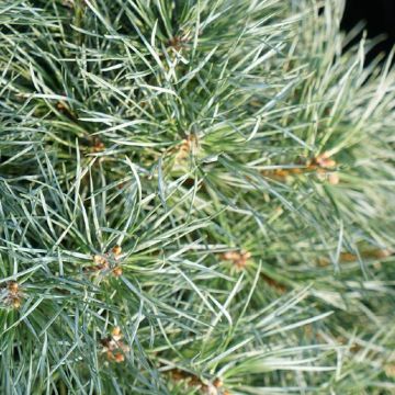 Pinus sylvestris Chantry Blue - Pino silvestre