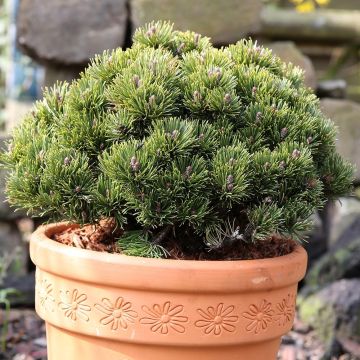 Pinus mugo Picobello