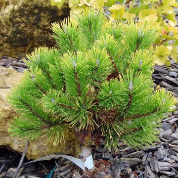 Pinus mugo Winter Gold