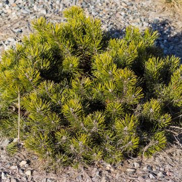 Pinus mugo var.pumilio