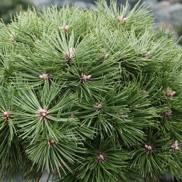 Pinus nigra Agnes Brégeon