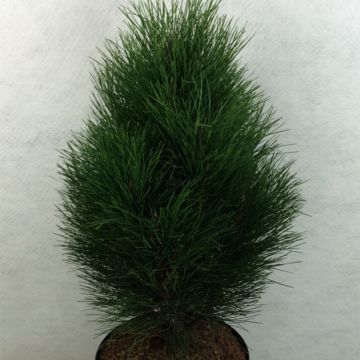 Pinus nigra Green Tower