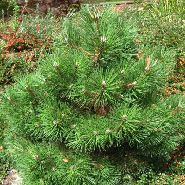 Pinus nigra Nana