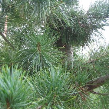 Pinus parviflora Glauca