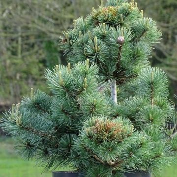 Pinus parviflora Negishi