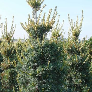 Pinus parviflora Tempelhof