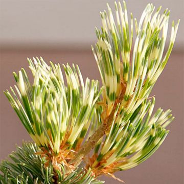 Pinus parviflora Fukai