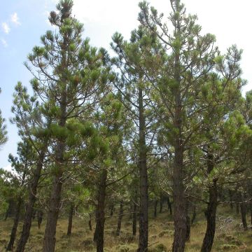 Pinus pinaster - Pino marittimo