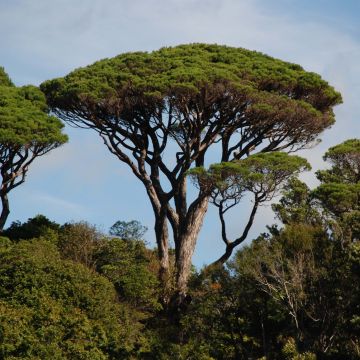 Pinus pinea - Pino domestico