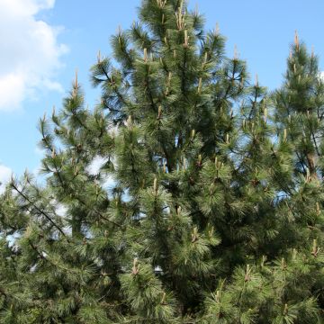 Pinus ponderosa - Pino giallo