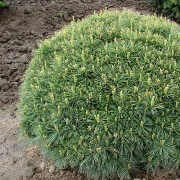 Pinus strobus Minuta - Pino strobo