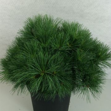 Pinus strobus Ontario - Pino strobo