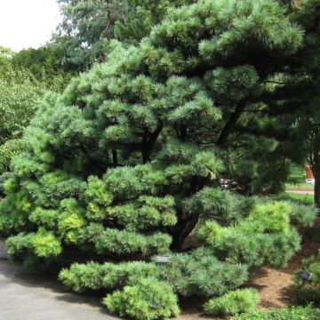 Pinus strobus Radiata - Pino strobo