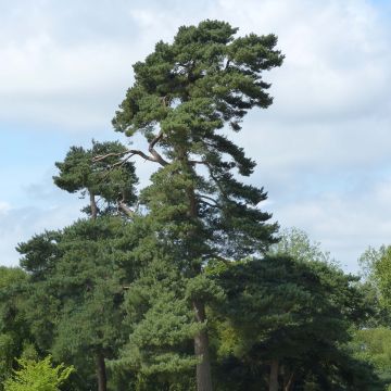 Pinus sylvestris - Pino silvestre