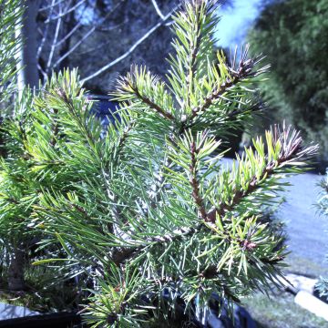 Pinus sylvestris Doone Valley - Pino silvestre