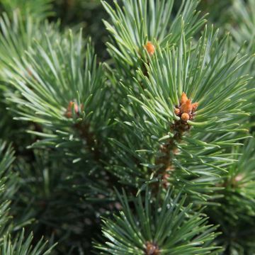 Pinus sylvestris Watereri - Pino silvestre