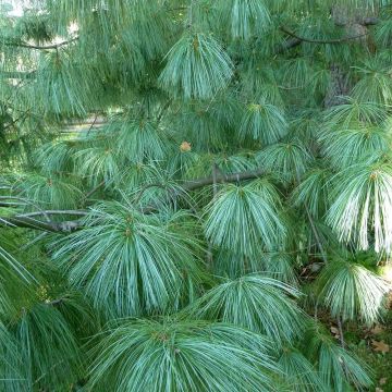 Pinus wallichiana