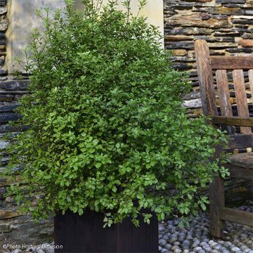 Pittosporum tenuifolium Emerald Dome