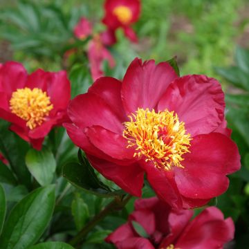 Peonia erbacea Blaze