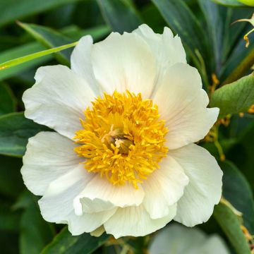 Peonia erbacea Claire de Lune