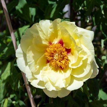 Peonia Itoh Bartzella