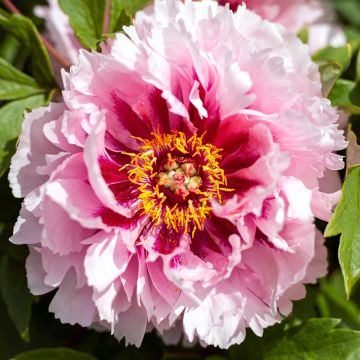 Peonia arborea Lan Bao Shi