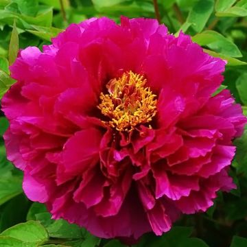 Peonia arborea Luo Yang Hong