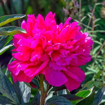 Peonia erbacea Adolphe Rousseau