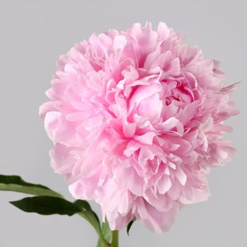 Peonia erbacea Albert Crousse