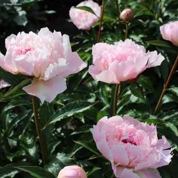 Peonia erbacea Alertie