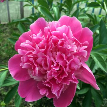 Peonia erbacea Amabilis