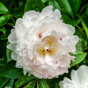 Peonia erbacea Boule de Neige