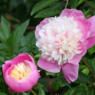 Peonia erbacea Bowl of Beauty