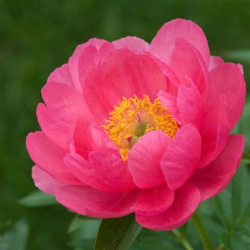 Peonia erbacea Cytherea