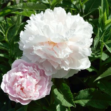 Peonia erbacea Fleur de Pêcher