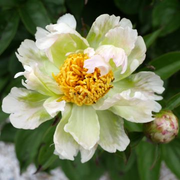 Peonia erbacea Green Lotus