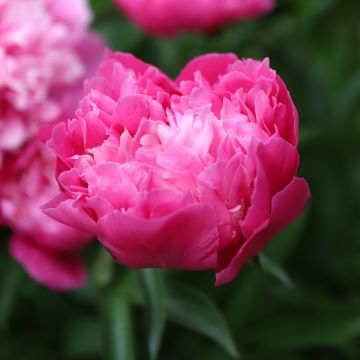 Peonia erbacea Karl Rosenfield