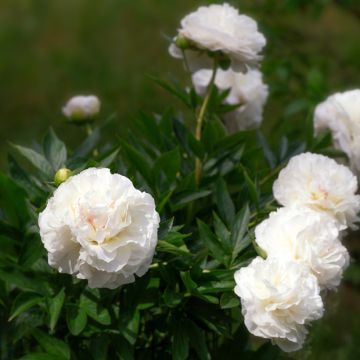 Peonia erbacea Mother's Choice