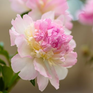 Peonia erbacea Raspberry Sunday