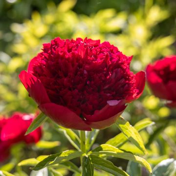 Peonia erbacea Red Charm