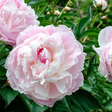 Peonia erbacea Temple