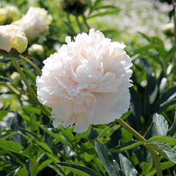 Peonia erbacea Solange