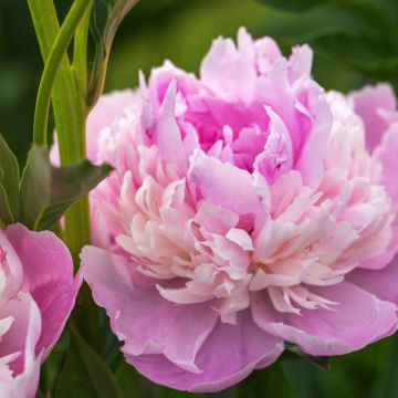 Peonia erbacea Sorbet