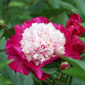 Peonia erbacea White Cap