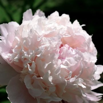 Peonia erbacea Chiffon Parfait