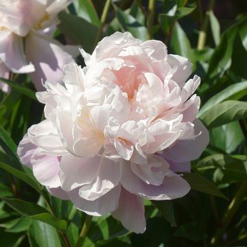 Paeonia officinalis Alba Plena