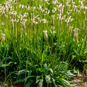 Plantago lanceolata Bio - Piantaggine