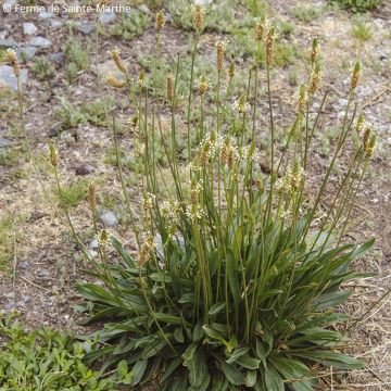 Plantago lanceolata Bio - Ferme de Sainte Marthe - Piantaggine