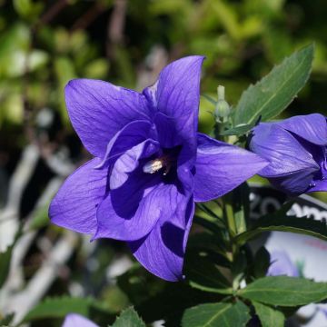 Platycodon grandiflorus Astra Blue - Campanula cinese