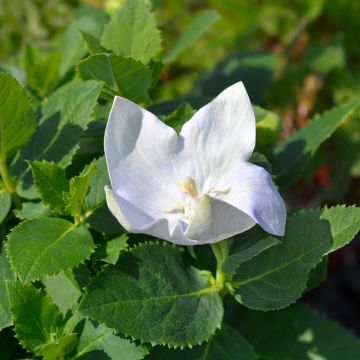 Platycodon grandiflorus Astra White - Campanula cinese